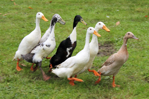 Opening park Keizersberg