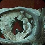 Natural History Museum