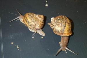 #ramsel in de Ardennen