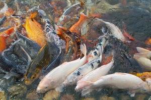 koi