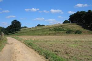 Koeheide