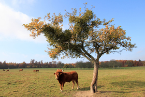 Herfst in Konz en omgeving