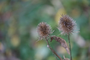 Heuvelland - 27 oktober 2013